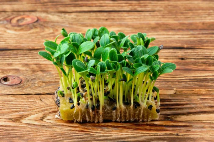 Микрозелень бораго XXL фото 2